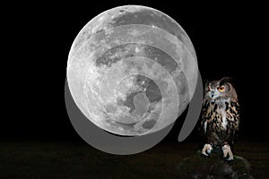 Owl perched on rock and super  full moon  background