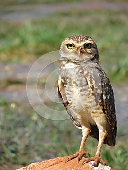 Owl perched staring.