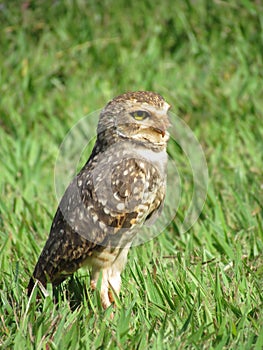 Owl perched staring