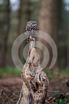 Búho es un sentado sobre el tocón de árbol a tiene su alas expandir 