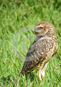 Owl perched to stare back.