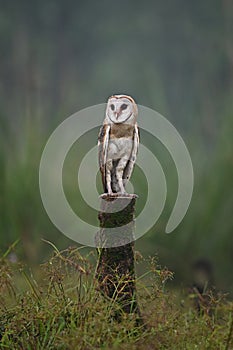 Owl is perching on a tree