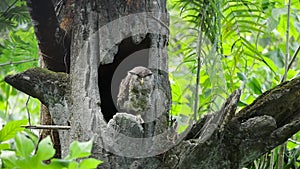 Owl perching on the tree at zoo