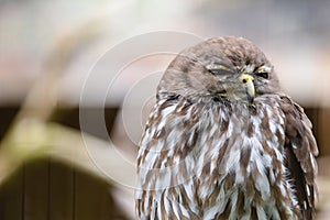 An owl in Phillip Island Wildlife Park, Australia