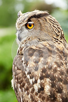 Owl