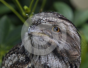 Owl portrait