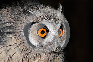 Owl portrait