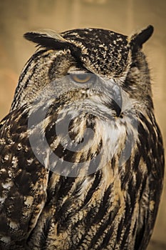 Owl portrait, golden owl, wildlife concept