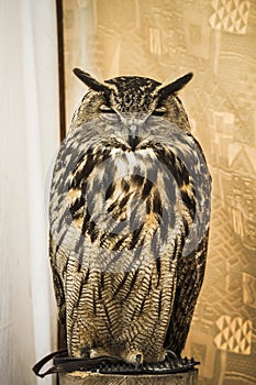 Owl portrait, golden owl, wildlife concept