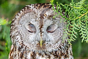 Owl portrait over blurred green background