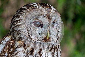 Owl portrait over blurred green background