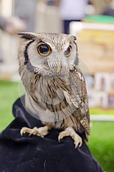 Owl portrait,Strigiformes