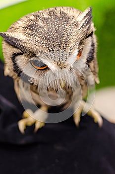 Owl portrait,Strigiformes