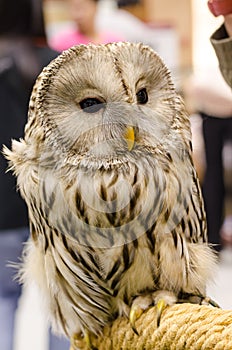 Owl portrait,Strigiformes