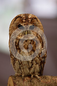 Owl