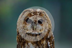 Owl