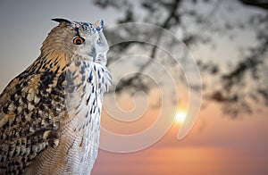 Owl portrait and winter sunset