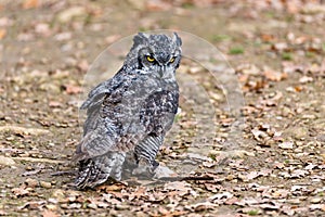 Owl posing