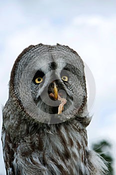 Owl with prey