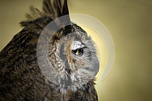 Owl Profile