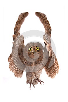 Owl with raised wings