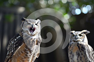 owl reacting to the hoot of another owl nearby