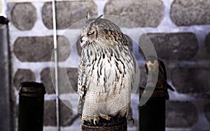 Owl real falconry
