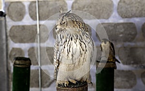 Owl real falconry