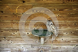 Owl real falconry