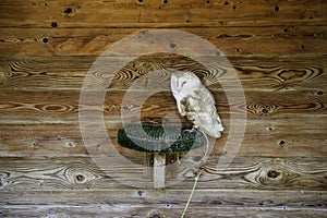 Owl real falconry