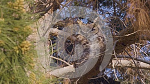Owl resting its body and moving its head slightly side to side