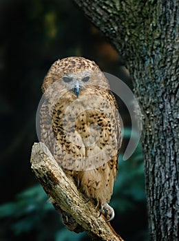 Owl in riverine dark forest. Pel`s fishing owl, Scotopelia peli, perched on branch and waiting for prey.
