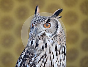 Owl royal with big orange eyes