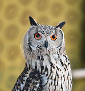 Owl royal with big orange eyes