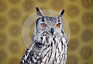 Owl royal with big orange eyes