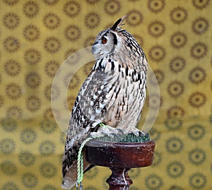 Owl royal with big orange eyes