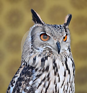 Owl royal with big orange eyes