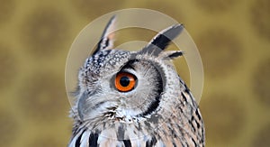 Owl royal with big orange eyes