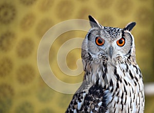 Owl royal with big orange eyes