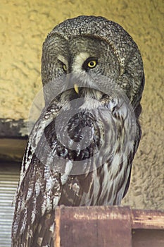 Owl in a Russian zoo.