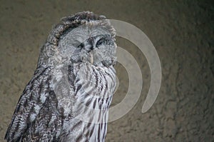 Owl in a Russian zoo.