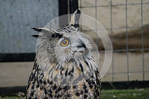 Owl in a Russian zoo.