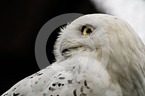 Owl in a Russian zoo.