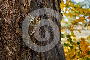 Owl\'s camouflage. European scops owl, Otus scops, masked on tree cortex in autumn forest. Small owl peeks out from trunk.