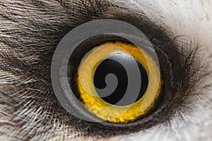 Owl`s eye close-up, macro photo, Eye of the Short-eared Owl, Asio flammeus