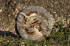 owl\'s penetrating gaze