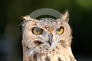 Owl
