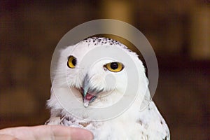 The owl is scary beautiful