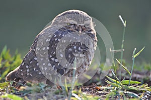 Owl shrunken looking forward