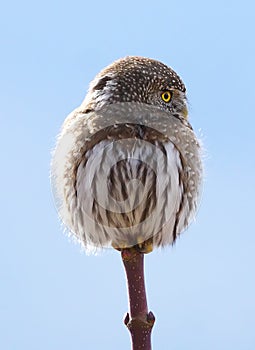 Owl Side Profile